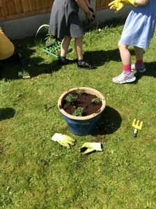 Putting our plants in the pots