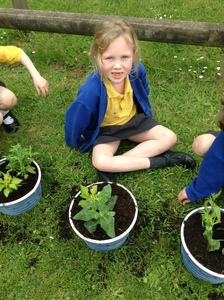 KS1 Planting - May 2023