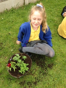 KS1 Planting - May 2023