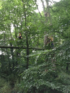 Arial Trail 2023